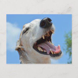 Cartão Postal Feliz Greyhound sorrindo de perto