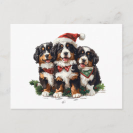 Cartão Postal Feliz Natal Cães de Montanha Berneses