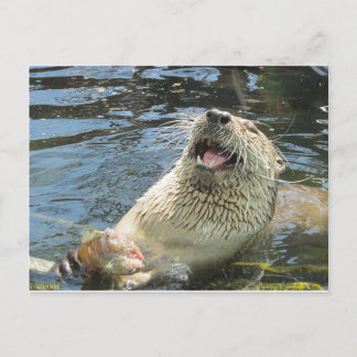 Cartão Postal Feliz Otter