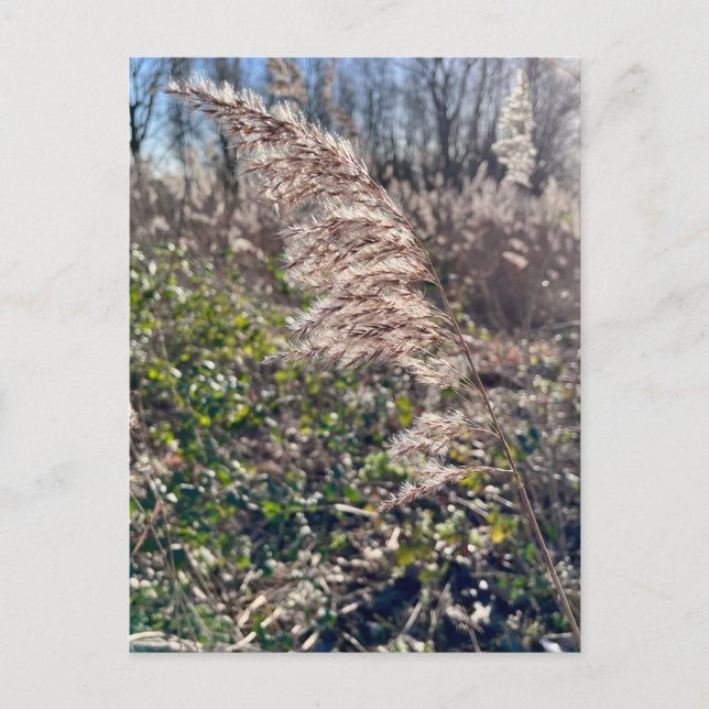 Cartão Postal Feliz outono. (Frente)