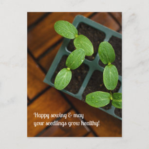 Cartão Postal Feliz Semeadura e Jardinagem, foto de muda verde