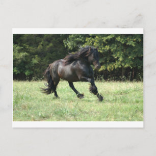 Cartão Postal Fell Pony Stallion