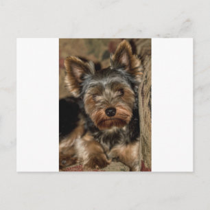 Cartão Postal Felpudo Face Yorkshire Terrier