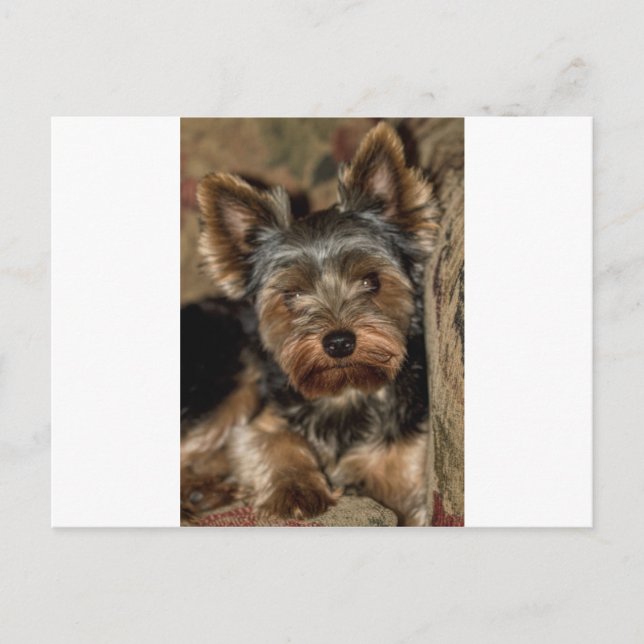 Cartão Postal Felpudo Face Yorkshire Terrier (Frente)