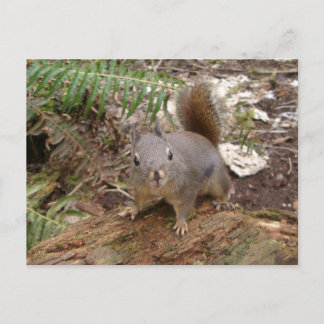 Cartão Postal Felpudo Jovem no Cartão-Postal de Registro