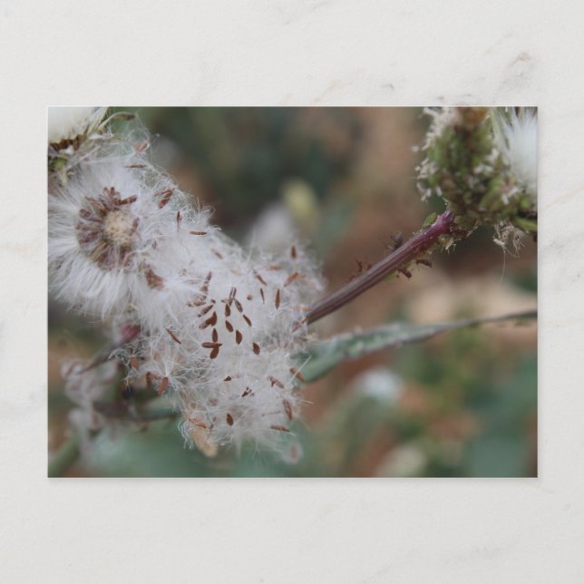 Cartão Postal Felpudo White Dandelion (Frente)