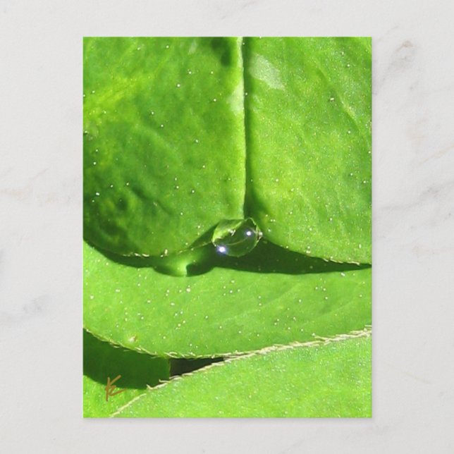 Cartão Postal Female Belly, Deusa de Vestido Verde (Frente)