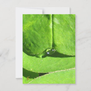 Cartão Postal Female Belly, Deusa de Vestido Verde