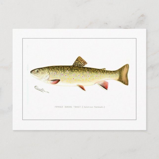 Cartão Postal Female Brook Trout (Frente)