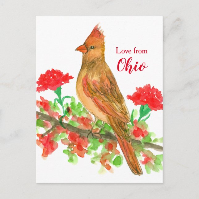 Cartão Postal Female Cardinal Bird Love De Ohio (Frente)