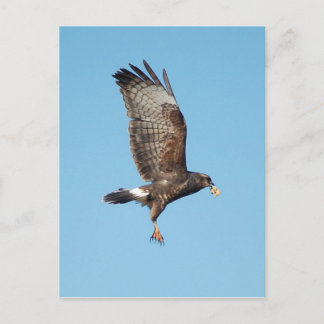 Cartão Postal Female Everglades Kite