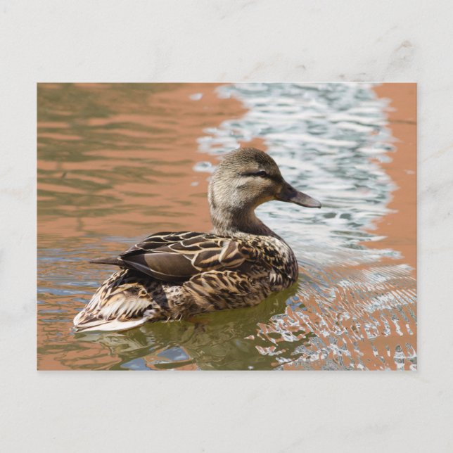 Cartão Postal Female Mallard (Frente)