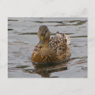 Cartão Postal Female Mallard