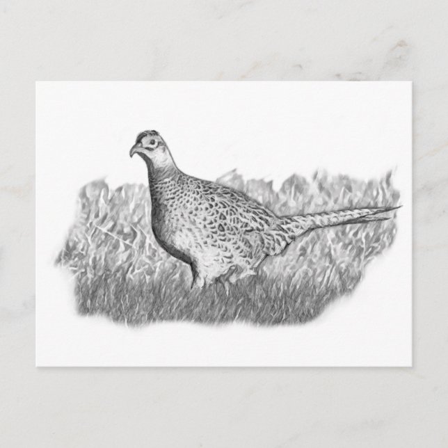 Cartão Postal Female Pheasant (Frente)