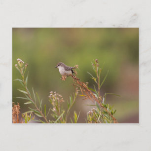 Cartão Postal Female Vermilion Flycatcher