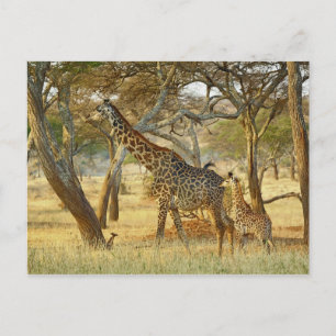 Cartão Postal Fêmea adulta e Girafa juvenil, Giraffa