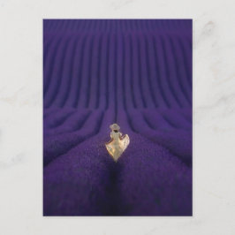 Cartão Postal Femme dans un champ de lavande