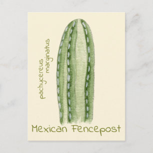Cartão postal Fencepost cactus mexicano