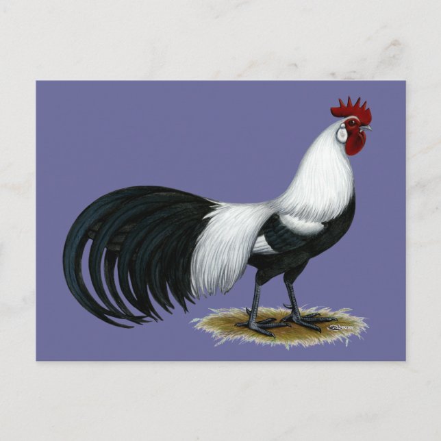 Cartão Postal Fênix: Galo Ducal Silver (Frente)