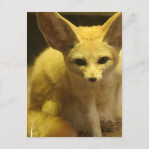 Cartão postal Fennec Fox