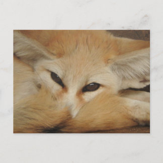 Cartão postal Fennec Fox