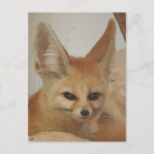 Cartão Postal Fennec Fox