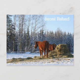 Cartão Postal Feno é Para Cavalos