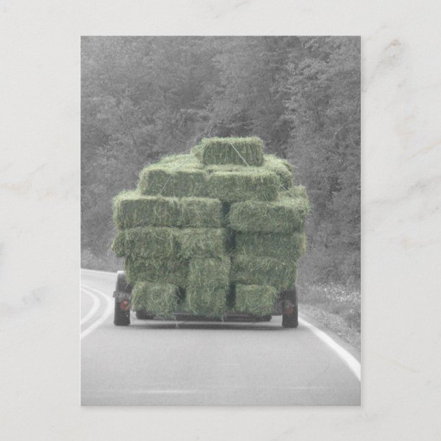 Cartão Postal Feno lá! (Frente)