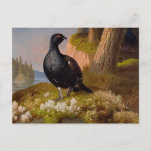 Cartão Postal Ferdinand von Wright Black grouses CC0065