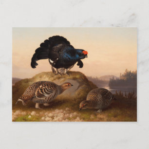 Cartão Postal Ferdinand von Wright Blackgrouses CC0822