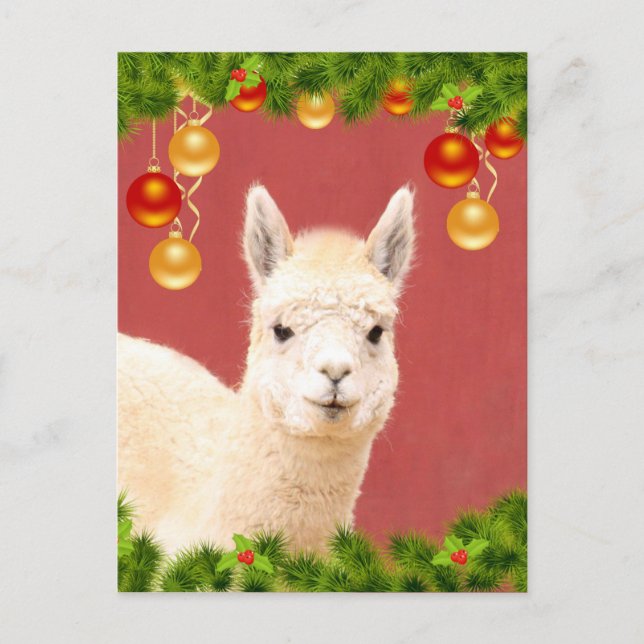 Cartão Postal Feriado de Natal de Llama (Frente)