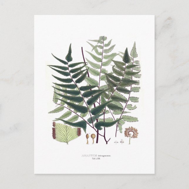 Cartão Postal Fern (Frente)
