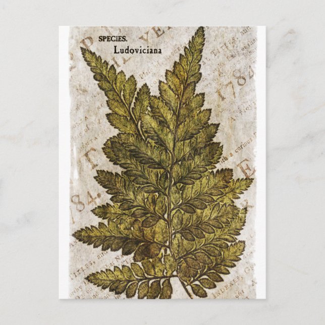 Cartão Postal Fern Botânico Verde Ferns Modelo Tropical (Frente)