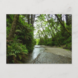 Cartão Postal Fern Canyon II no Parque Nacional de Redwood