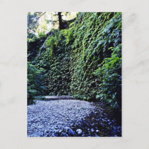 Cartão Postal Fern Canyon, Prairie Creek