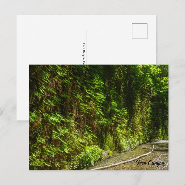 Cartão Postal Fern Canyon Redwood National Park Califórnia (Frente/Verso)