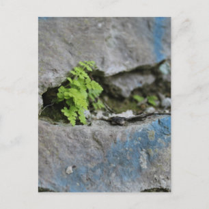 Cartão Postal Fern determinado na placa de Grafite azul da pedra