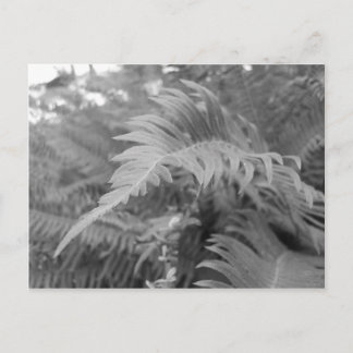 Cartão Postal Fern Friendly
