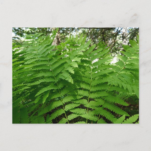 Cartão Postal Fern Fronds IV Natureza Verde Botânica (Frente)