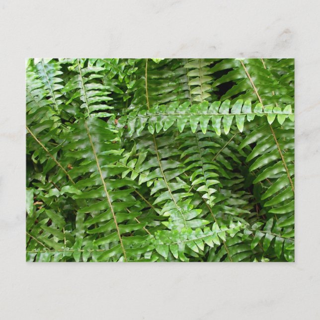 Cartão Postal Fern Frontes I Green Nature (Frente)