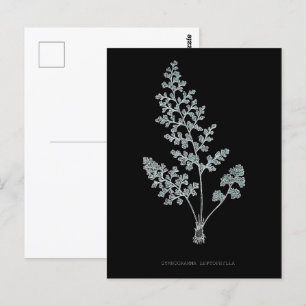 Cartão Postal Fern - Gymnogramma Leptofilla - Efeito de raios X 