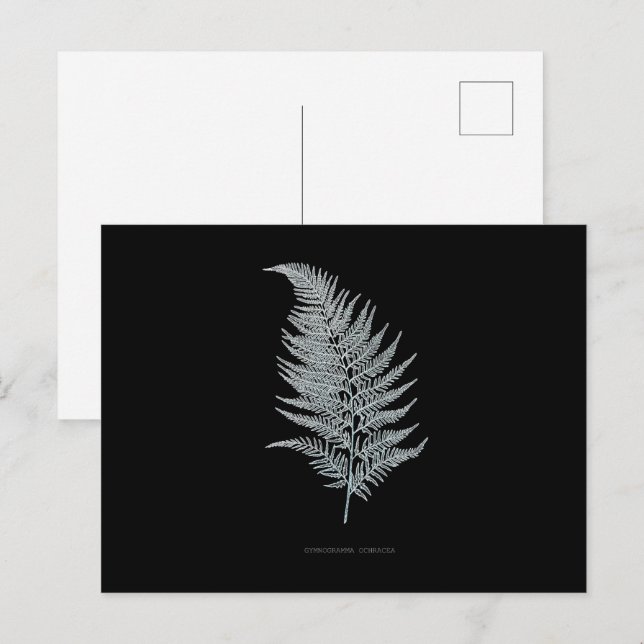 Cartão Postal Fern - Gymnogramma Ochracea - Efeito de raios X -  (Frente/Verso)