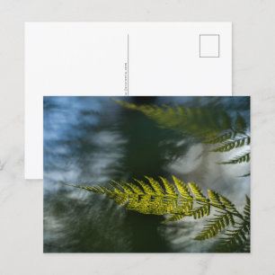 Cartão Postal Fern Nature Photo