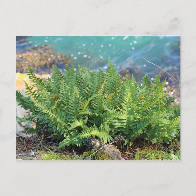 Cartão Postal Fern perto do mar (Frente)