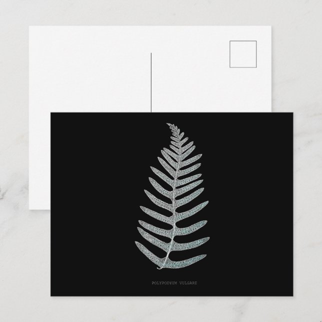 Cartão Postal Fern - Polypodyum Vulgare - Efeito de raios X - 09 (Frente/Verso)
