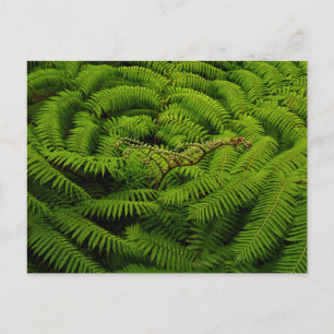 Cartão Postal Ferns - Fotografia de Belas Artes