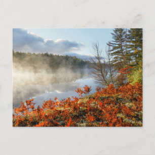 Cartão Postal Ferns na linha costeira   Paraíso, Michigan