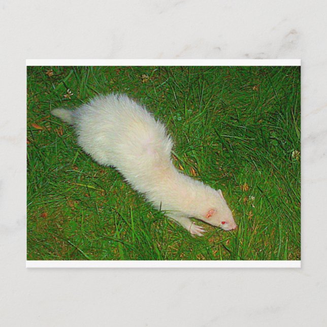 Cartão Postal Ferret (Frente)