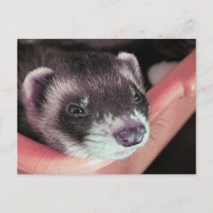 Cartão Postal Ferret