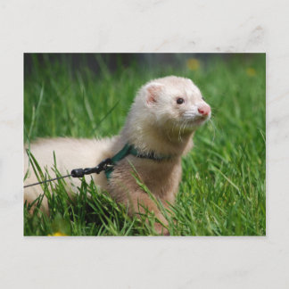 Cartão Postal Ferret 1
